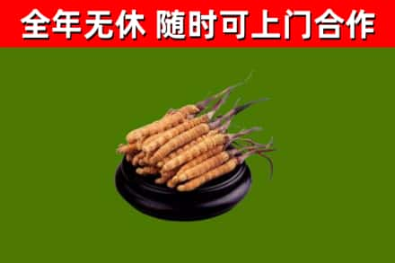 凤冈县回收冬虫夏草